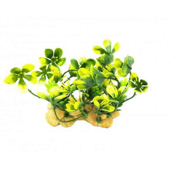 ΔΙΑΚΟΣΜΗΤΙΚΟ ΦΥΤΟ ΕΝΥΔΡΕΙΟΥ